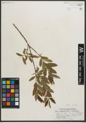 Foto von Salix myrtillifolia Anderson